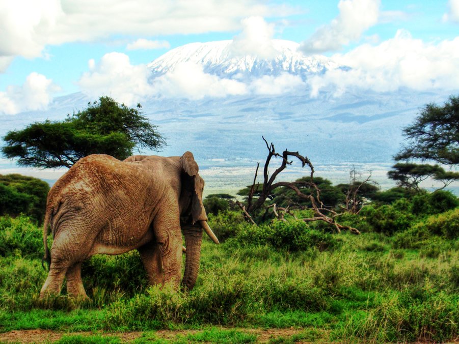 Amboseli National Park /Picture courtesy of KWS