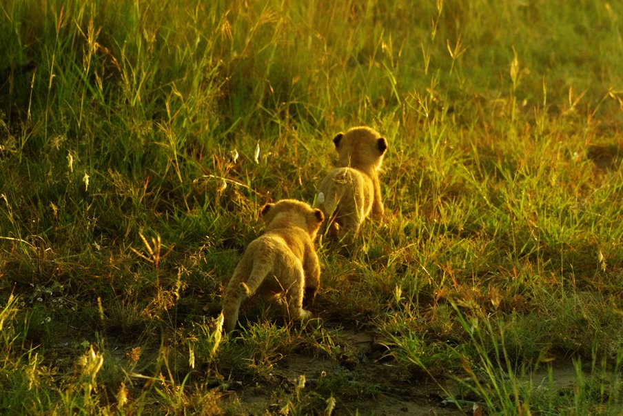 Lion cubs in the Maasai mara /Picture courtesy of KWS