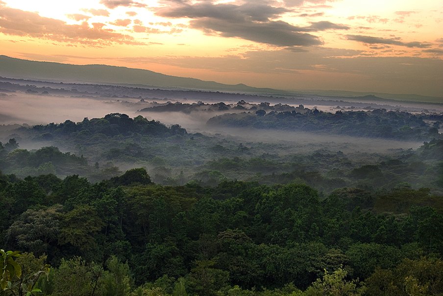 kakamega forest / Picture courtesy of KWS