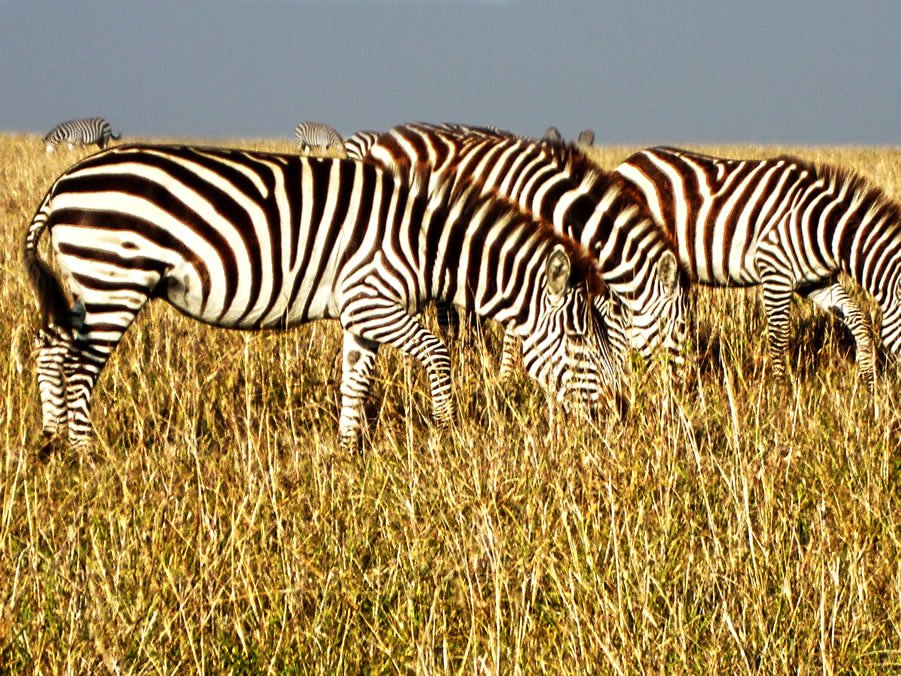 Zebras grazing