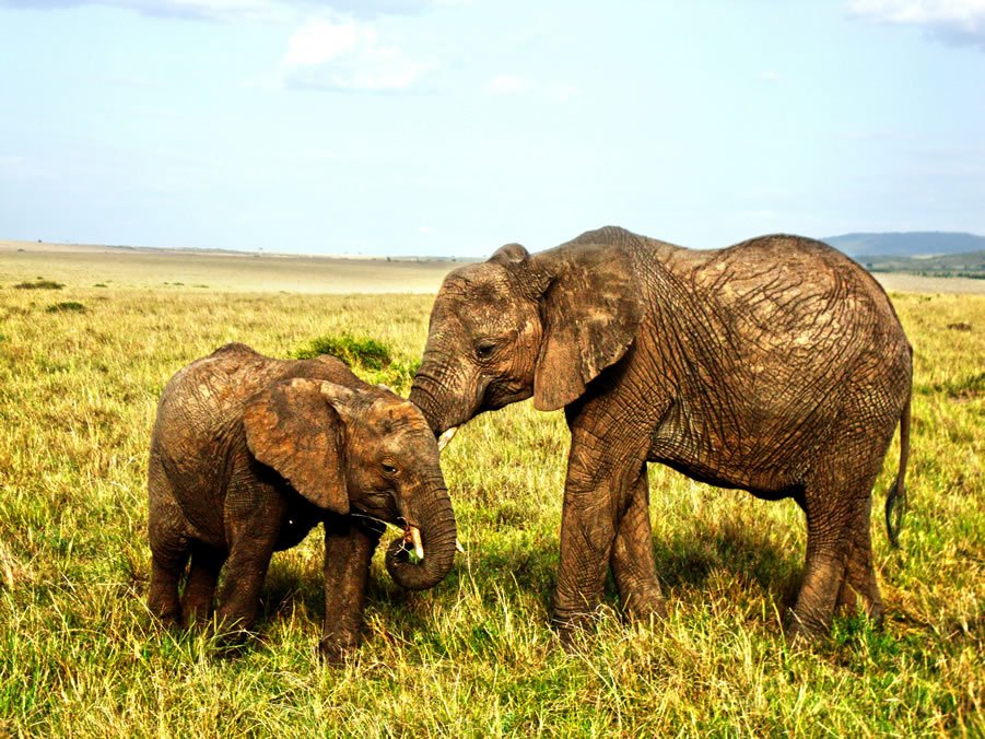 Elephant cubs