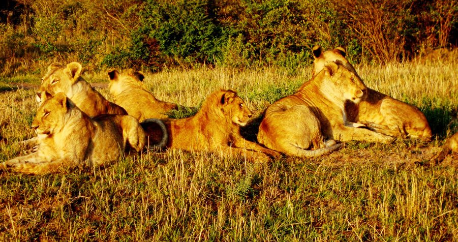 Lionesses and cubs