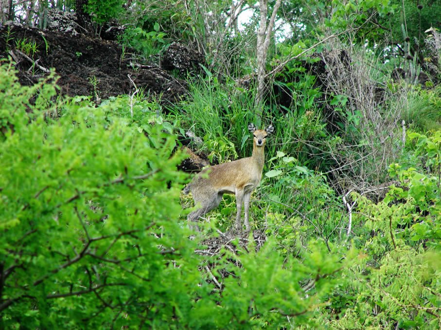 chyulu hills