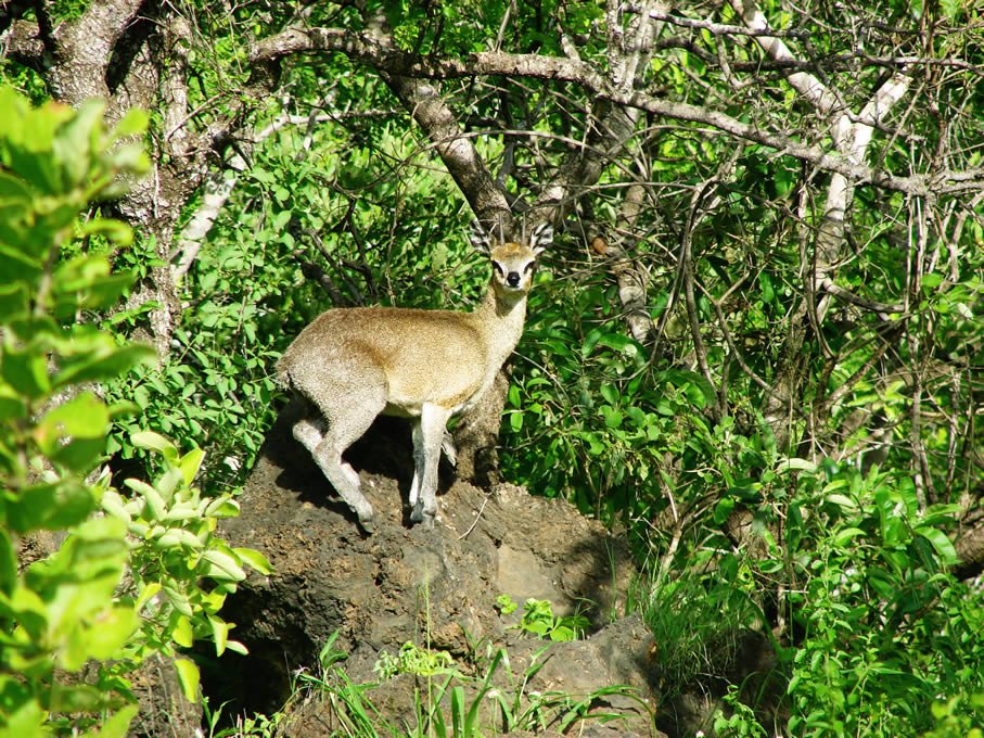 chyulu hills