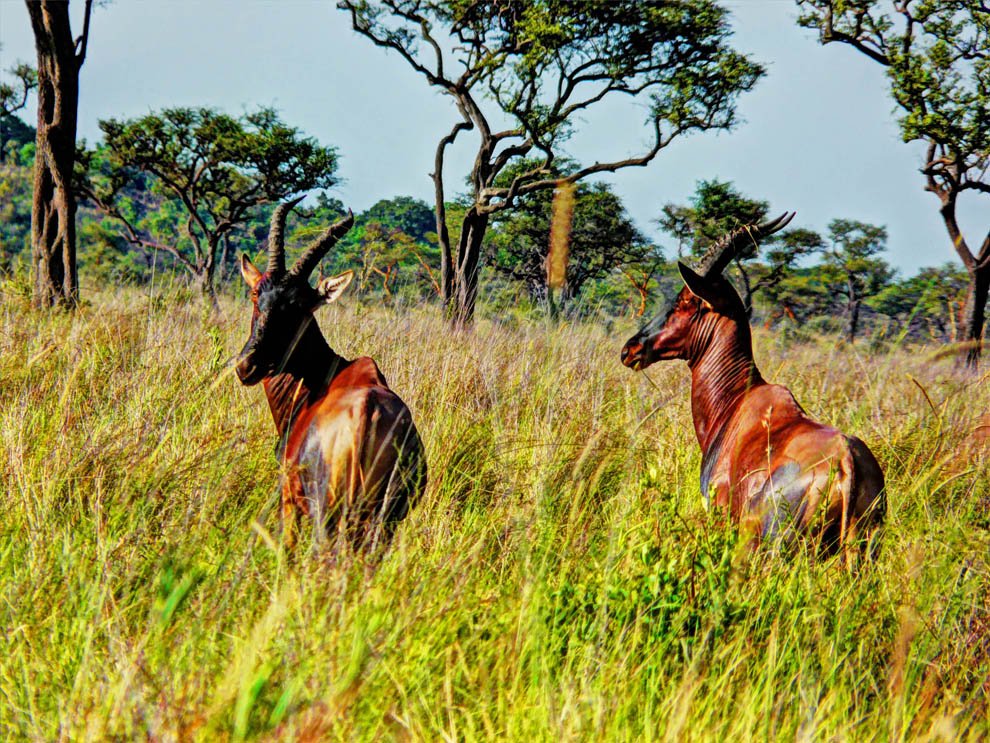 Ruma National Park_Jacksons Hartebeest