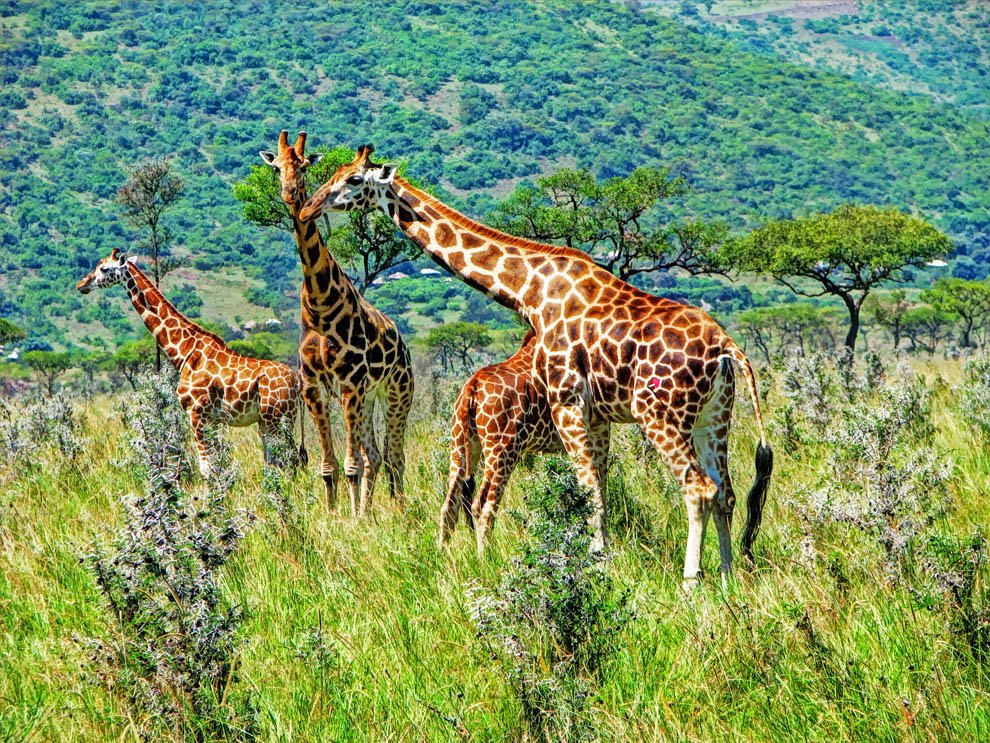 Ruma National Park_Rothschild's giraffe upclose