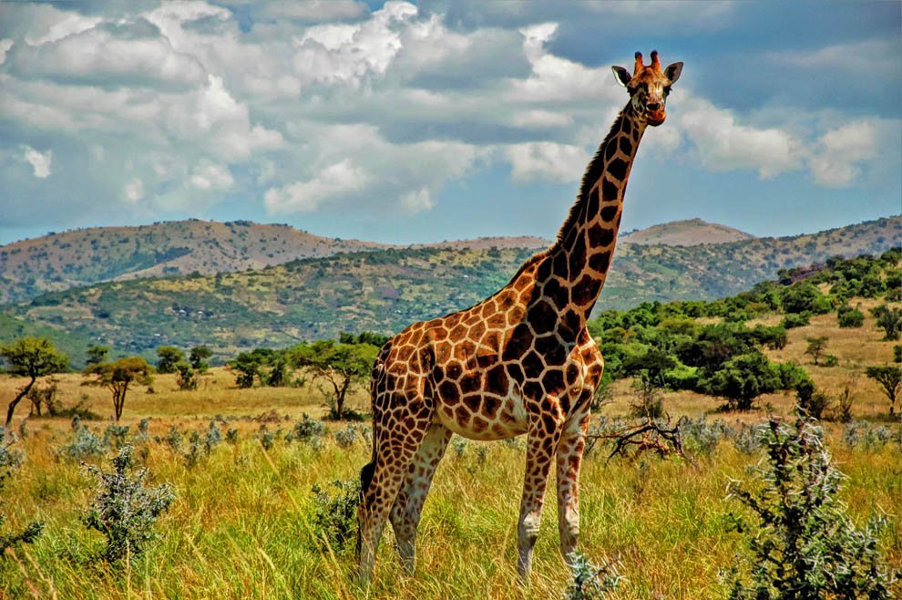 Ruma National Park_Rothschild's giraffe