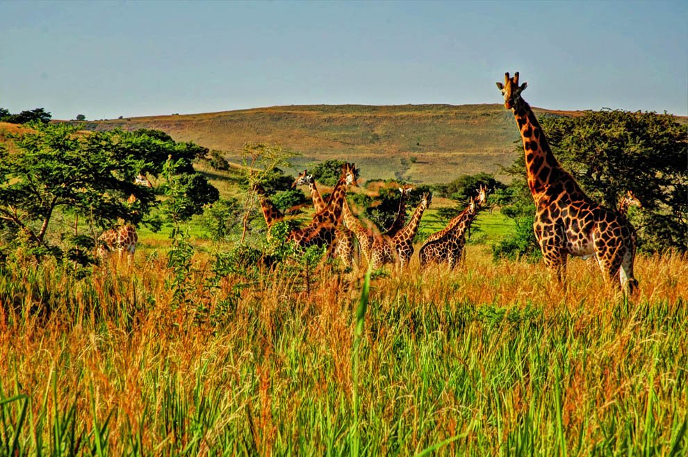 Ruma National Park_Rothschild's giraffes