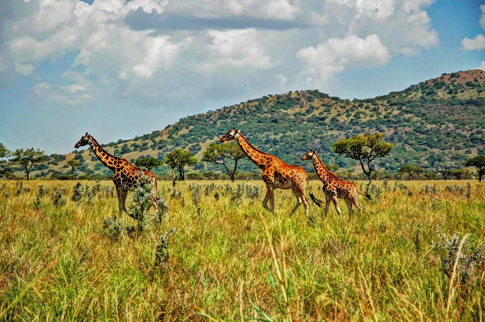 Ruma National Park_pair of Rothschild's giraffe