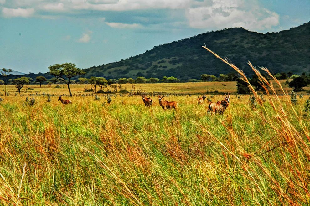 Ruma National Park_roan antelopes from afar