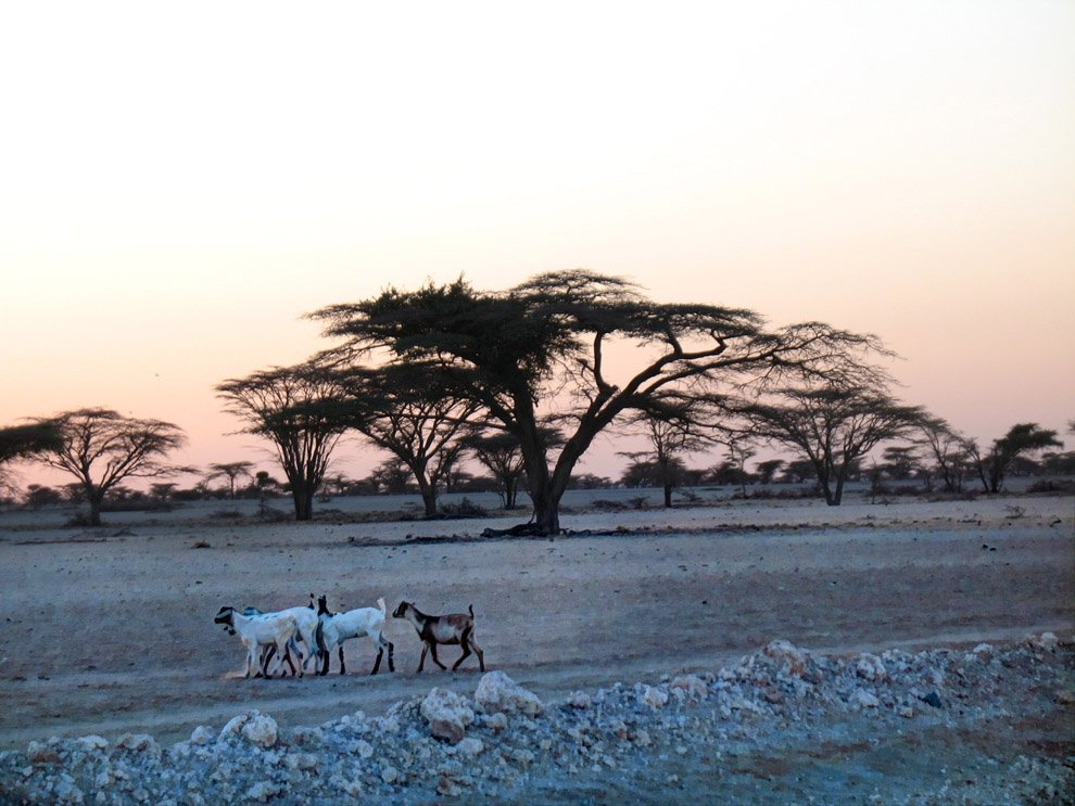 Chalbi Desert_Goats