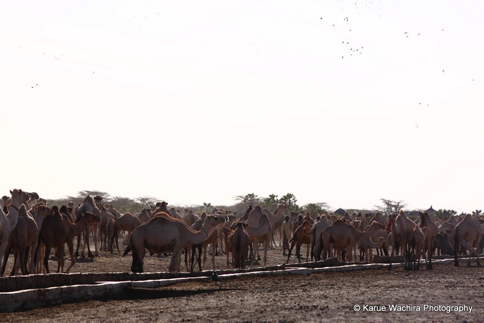 North Horr_Camels at watering point