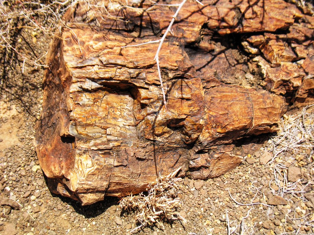 Sibiloi National Park_Petrified Forest large log