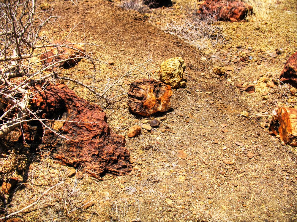 Sibiloi National Park_Petrified Forest log fragments