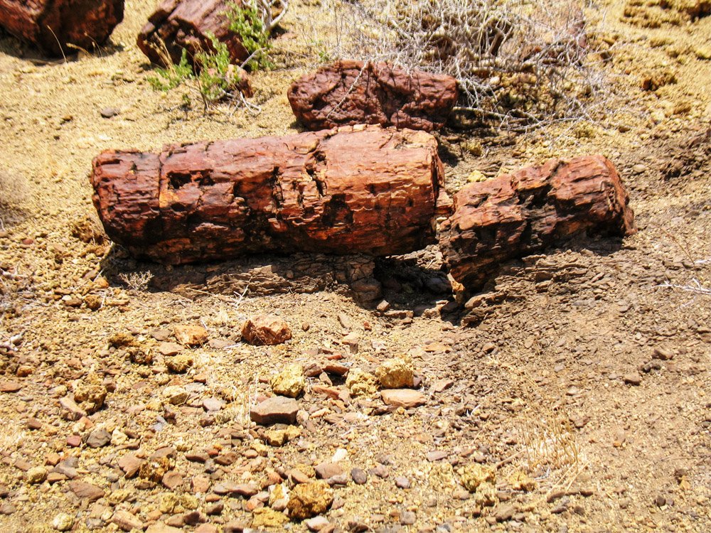 Sibiloi National Park_Petrified Forest log2