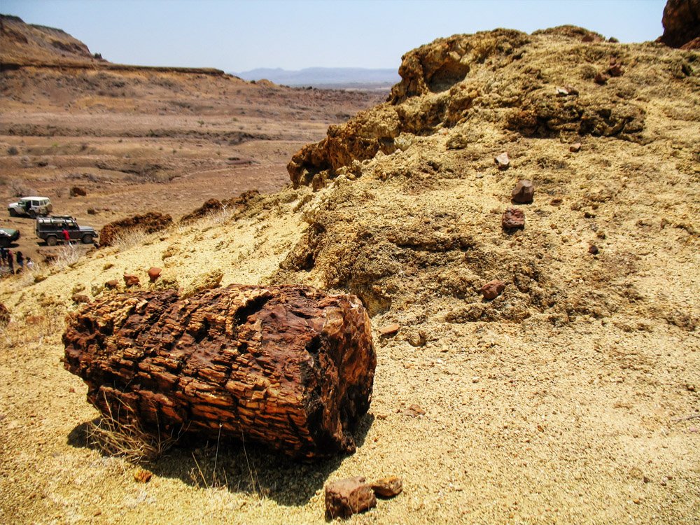 Sibiloi National Park_Petrified Forest log4