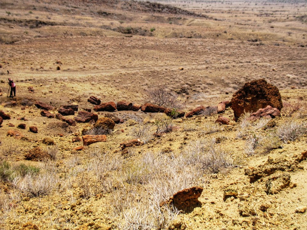 Sibiloi National Park_Petrified Forest view 2