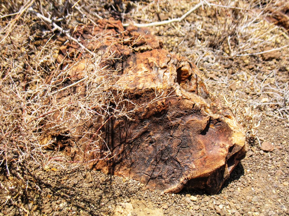 Sibiloi National Park_Petrified Forest2
