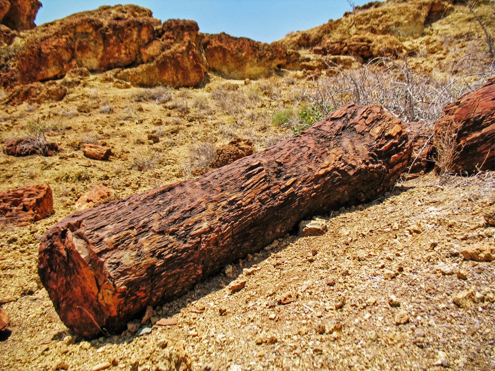 Sibiloi National Park_Petrified Forest_well preserved log