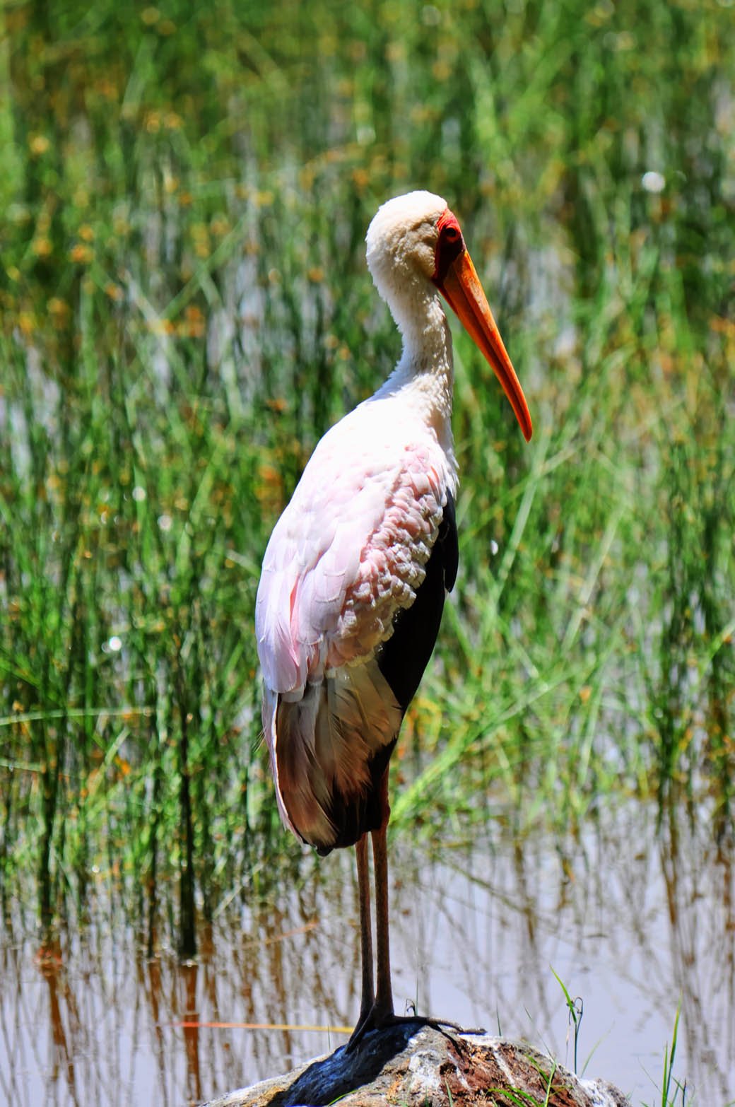 Lake Nakuru National Park_Stork