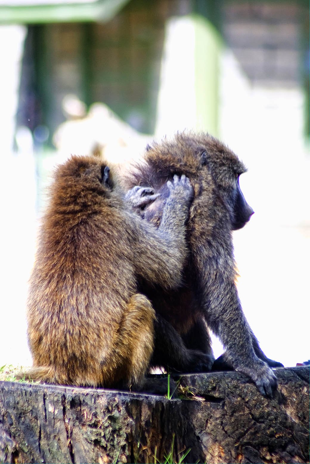 Lake Nakuru National Park_baboons