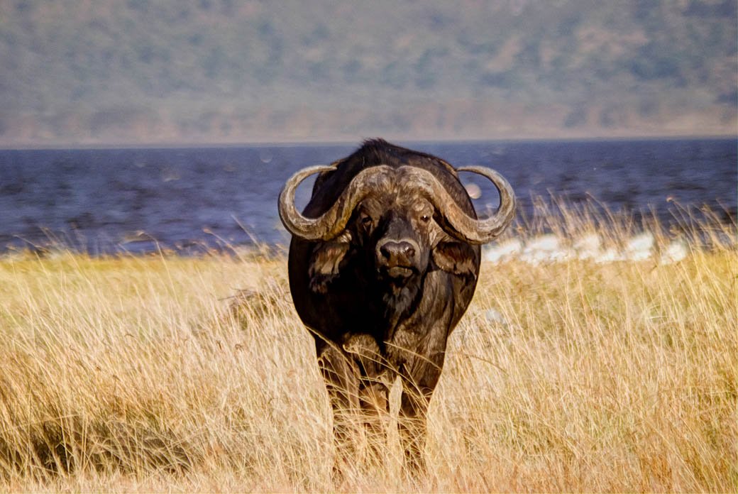 Lake Nakuru National Park_buffalo