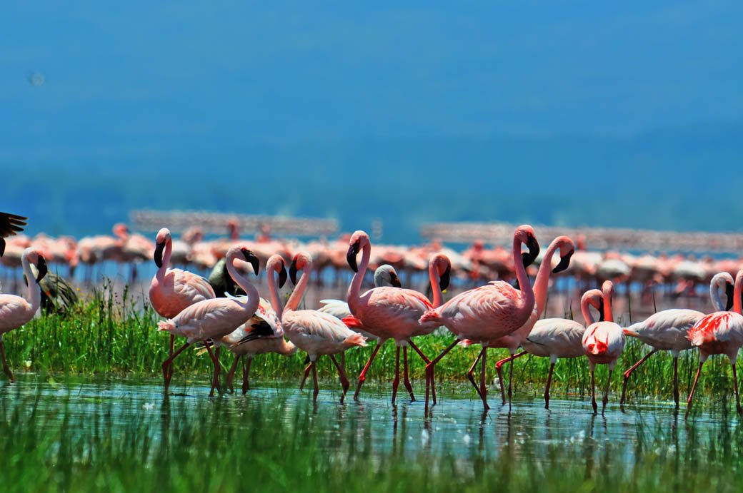 Lake Nakuru National Park_flamingos