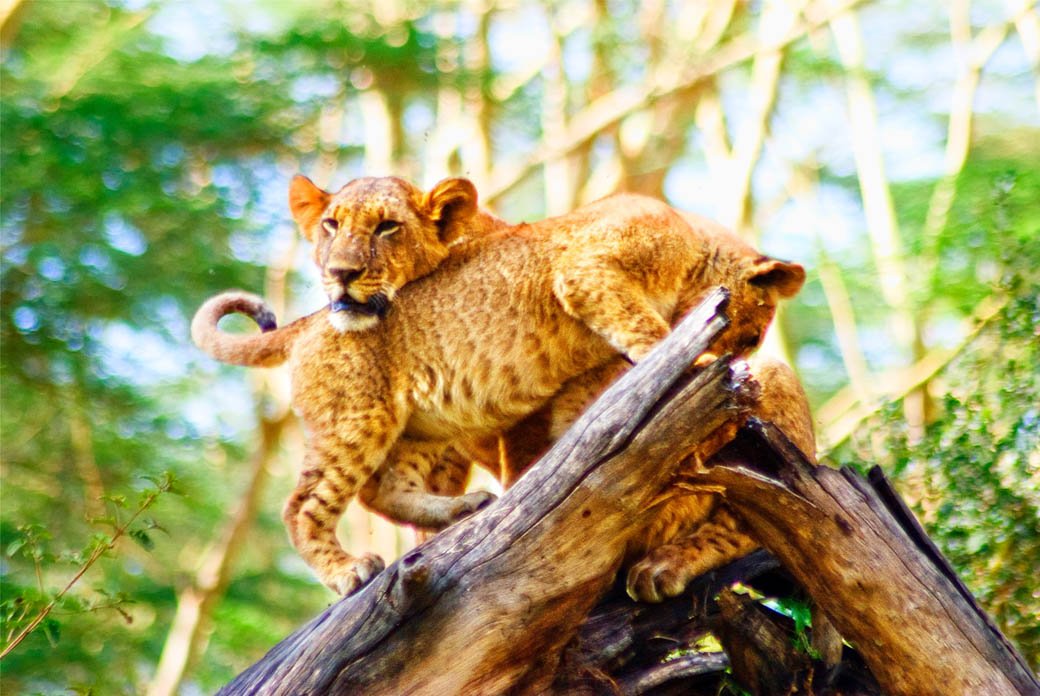 Lioness and cub in the Lake Nakuru National Park Lioness and cub in the Lake Nakuru National Park