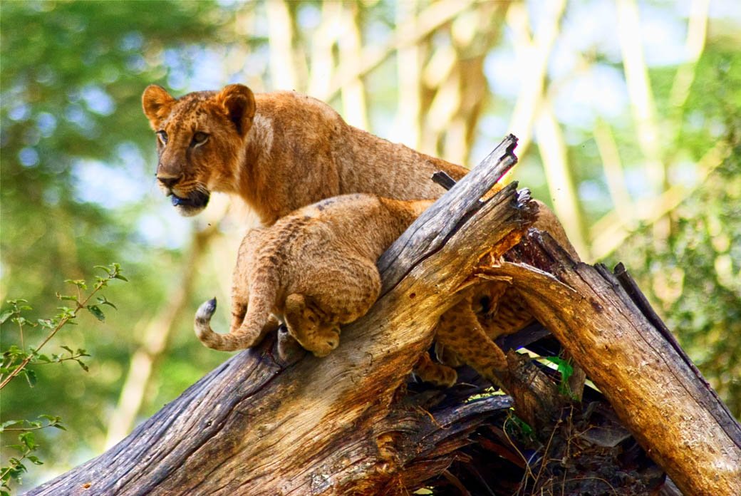 Lioness and cub in the Lake Nakuru National Park Lioness and cub in the Lake Nakuru National Park