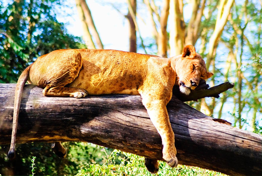 Lioness taking a nap in the Lake Nakuru National Park Lioness taking a nap in the Lake Nakuru National Park