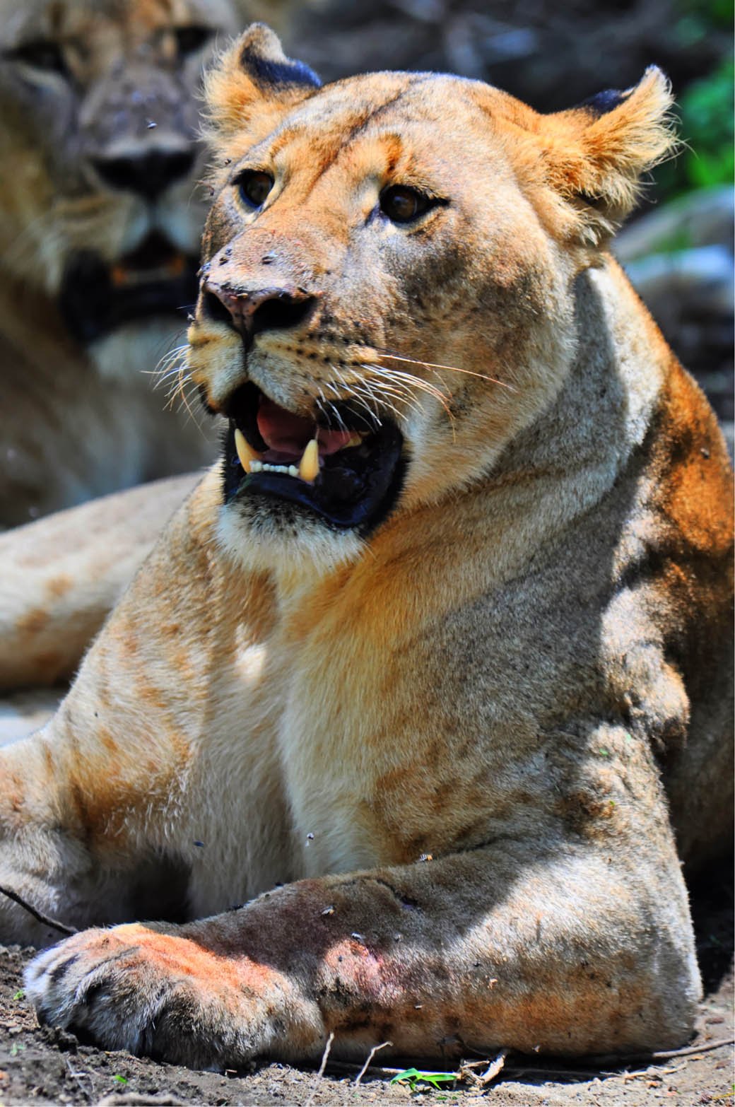 Close up shot of a lioness in the Lake Nakuru National Park Close up shot of a lioness in the Lake Nakuru National Park