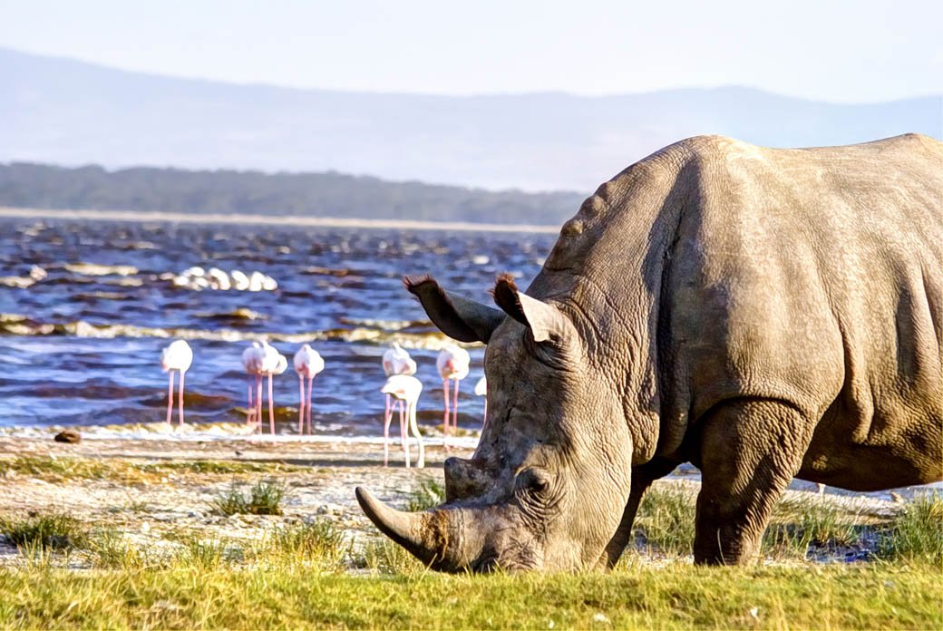 Lake Nakuru National Park_rhino2