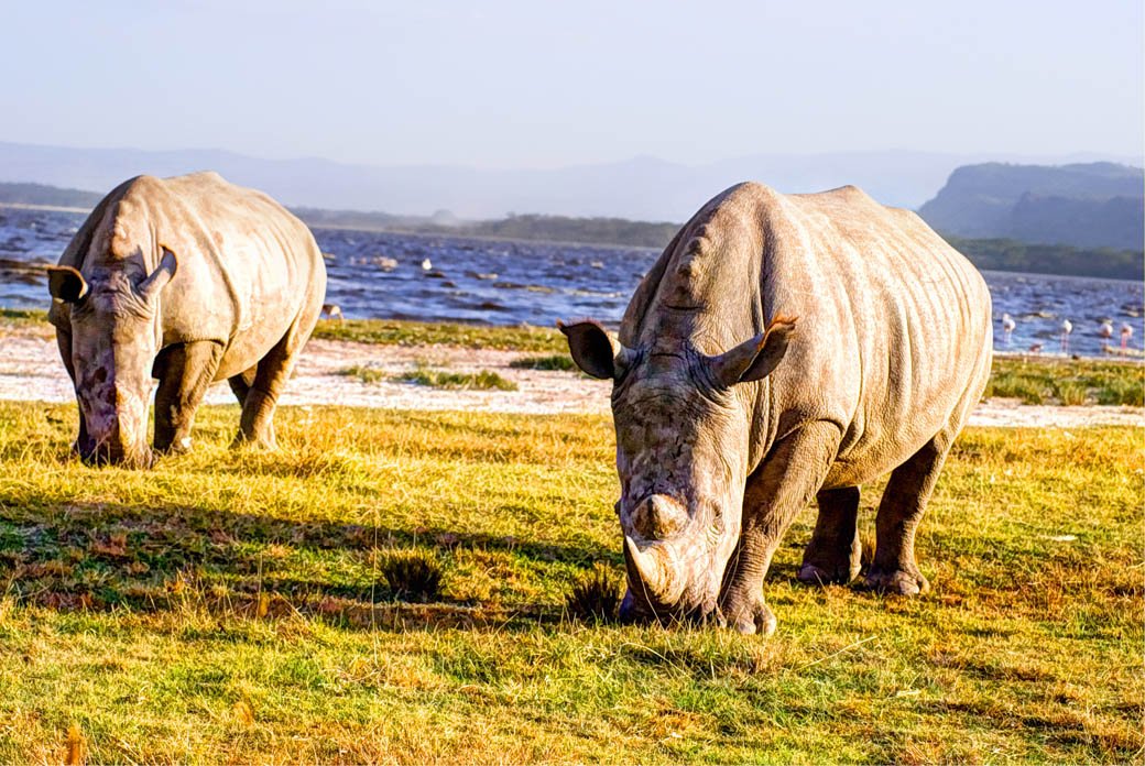 Rhinos grazing in the Lake Nakuru National Park Rhinos grazing in the Lake Nakuru National Park
