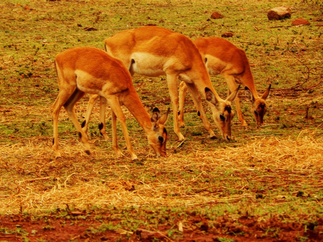 Nairobi Safari Walk_antelopes2