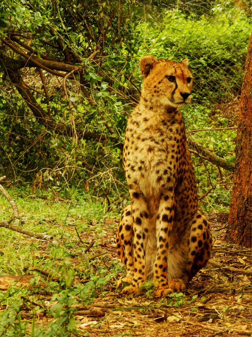 Nairobi Safari Walk_cheetah