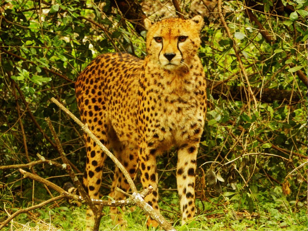 Nairobi Safari Walk_cheetah2