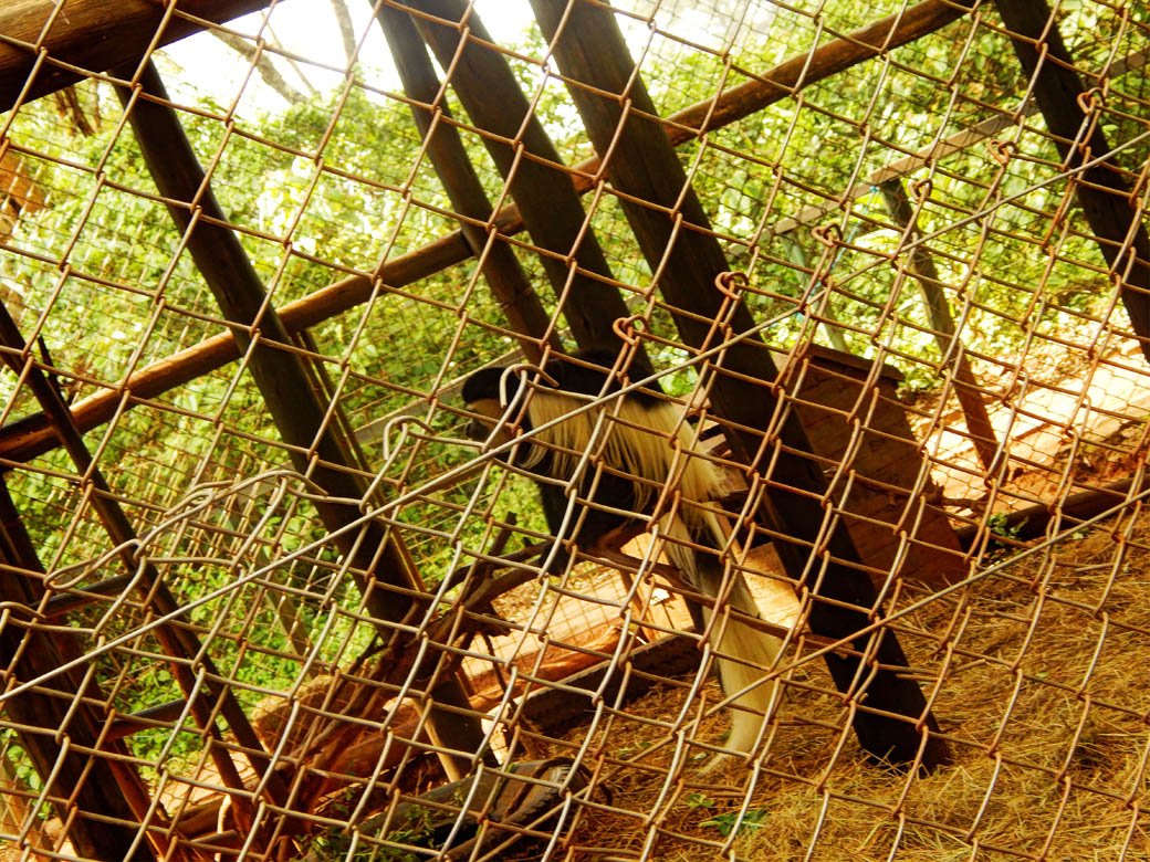Nairobi Safari Walk_colobus monkeys dapper