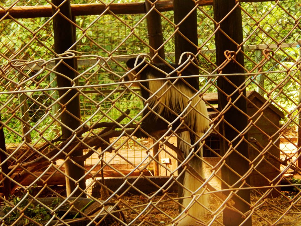 Nairobi Safari Walk_colobus monkeys2