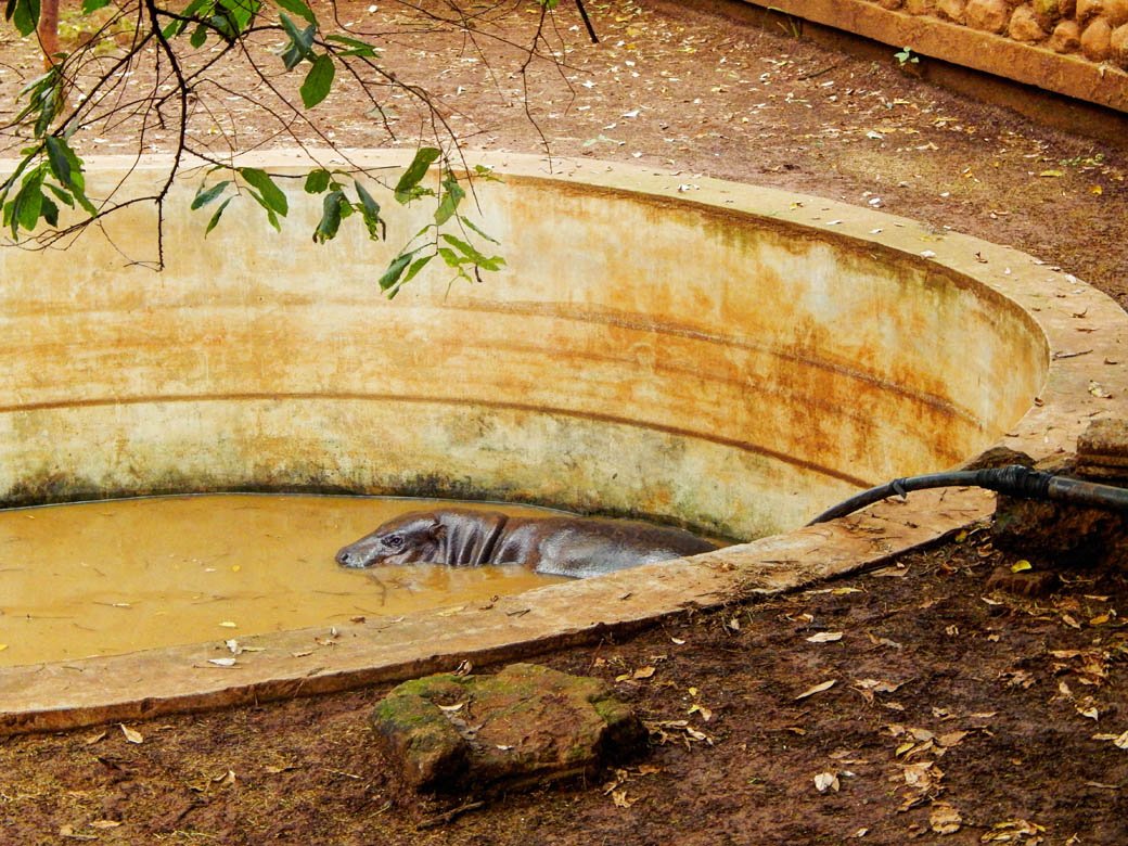 Nairobi Safari Walk_hippo in pool