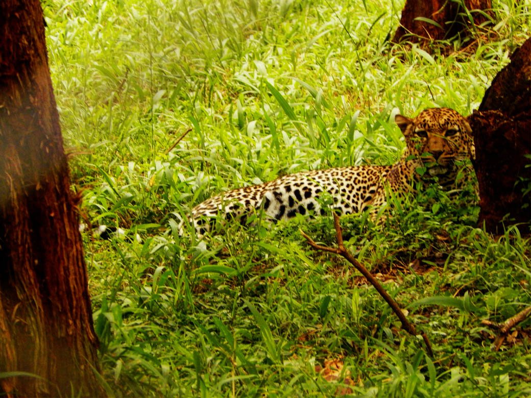 Nairobi Safari Walk_leopard2