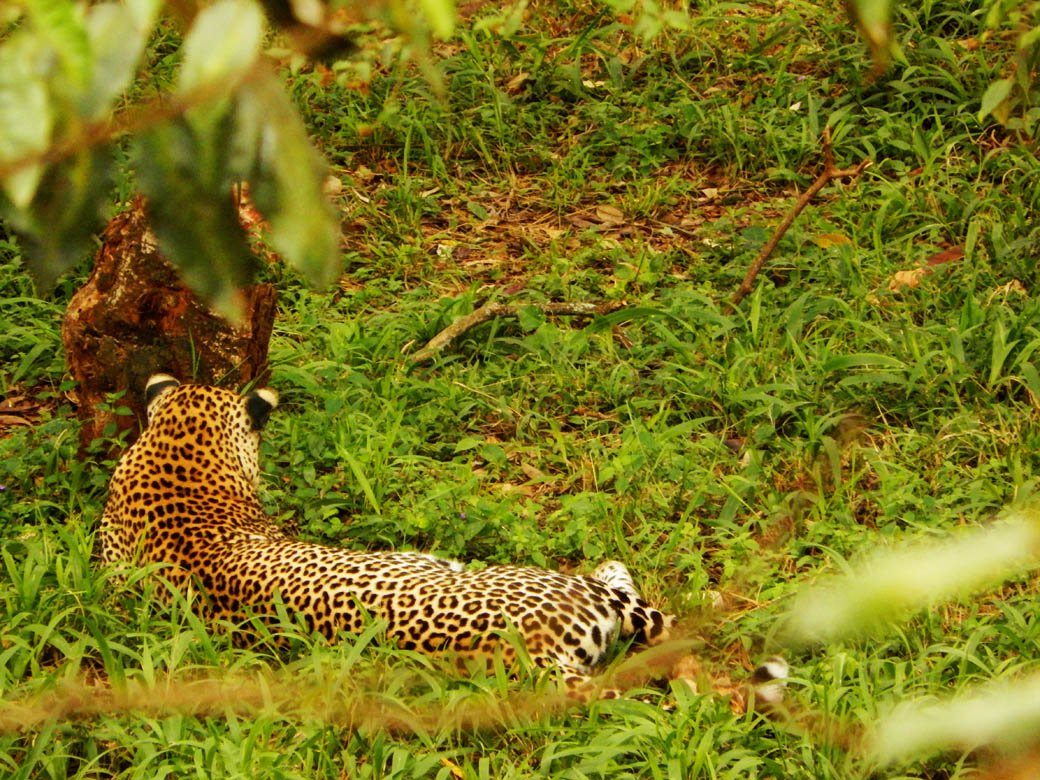 Nairobi Safari Walk_leopard3