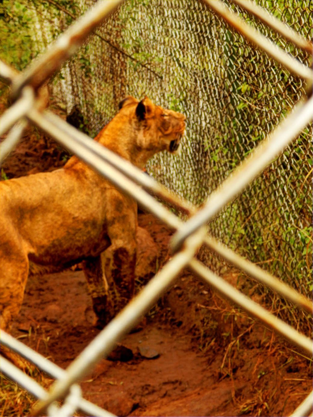 Nairobi Safari Walk_lions2