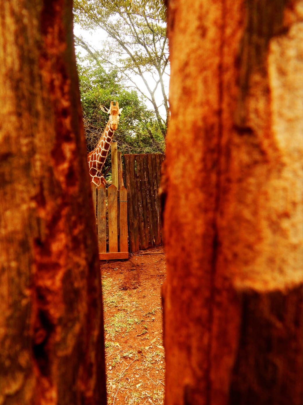 Nairobi Safari Walk_peek a boo2