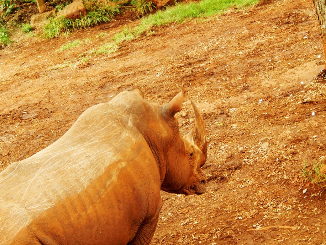 Nairobi Safari Walk_rhino3