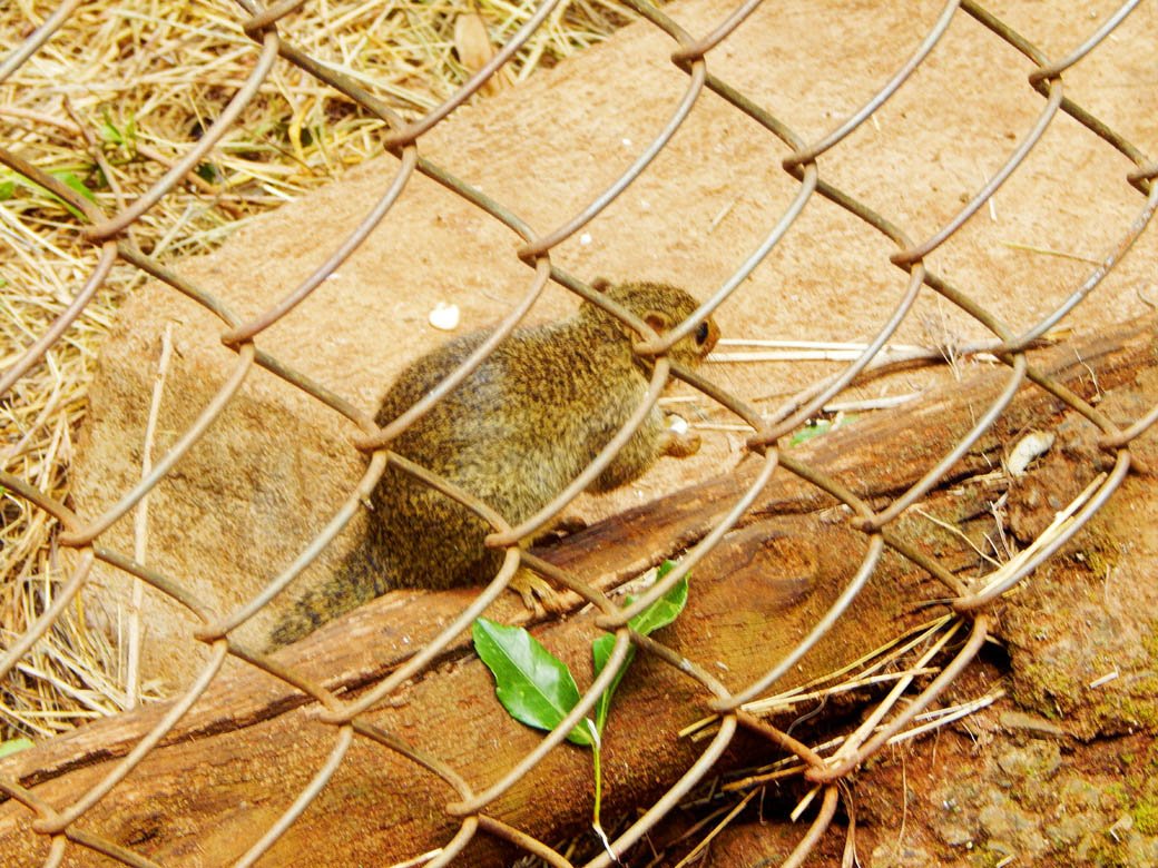 Nairobi Safari Walk_squirell