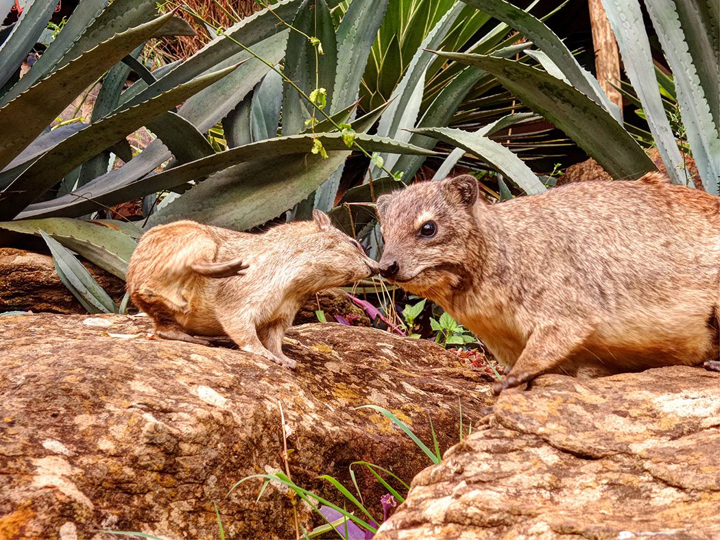 Masai Lodge_Hyrax