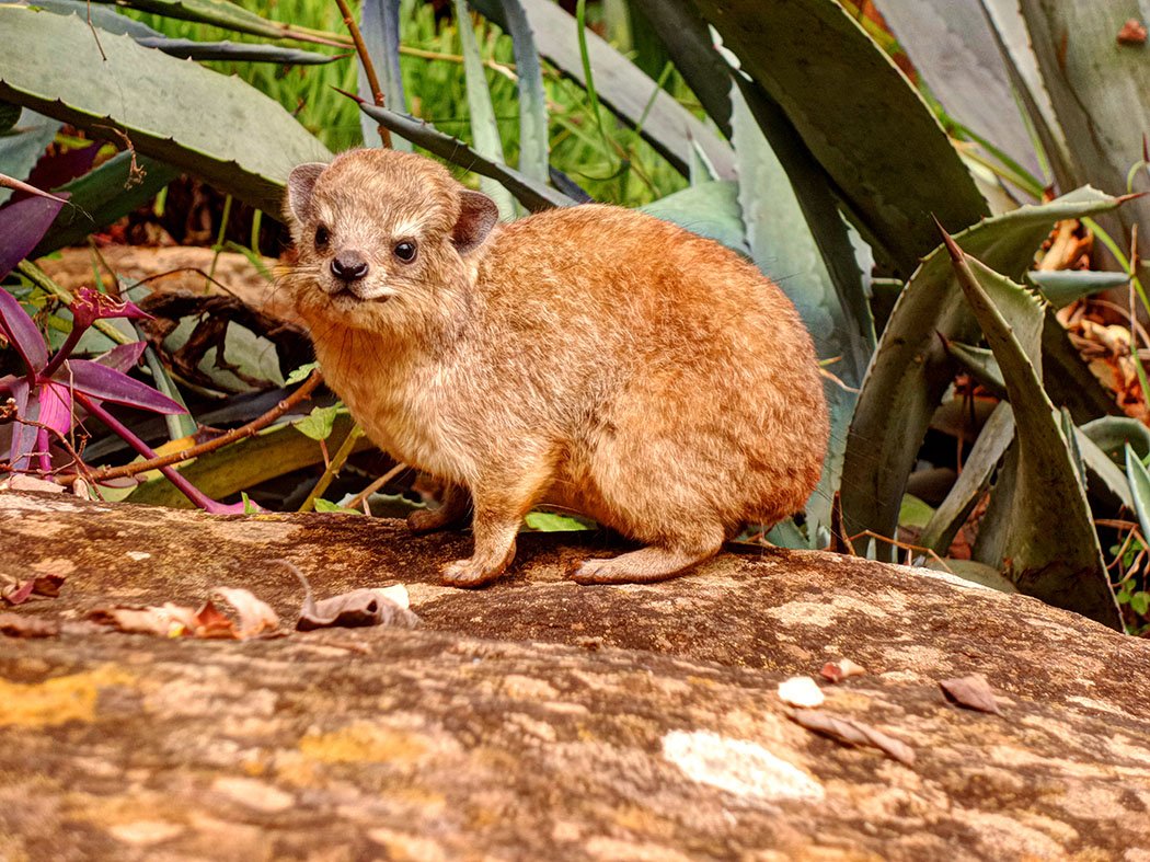 Masai Lodge_Hyrax1