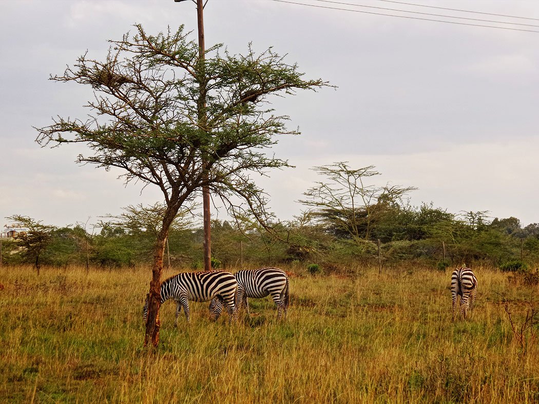 Masai Lodge_Zebra