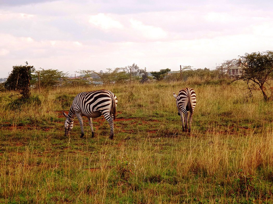 Masai Lodge_Zebra1