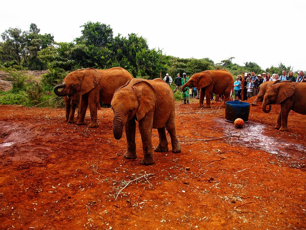 3 unmissable experiences Nairobi_David Sheldrick